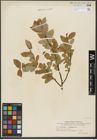 Foto von Salix hastata L.